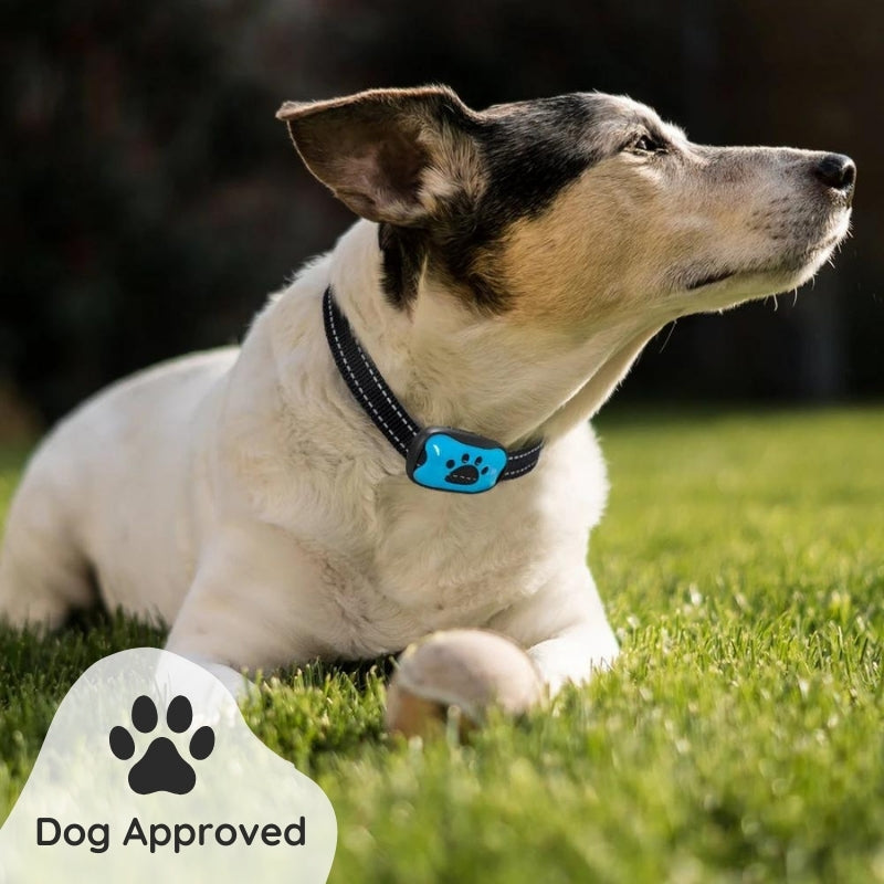 Raxiva humane no shock bark collar